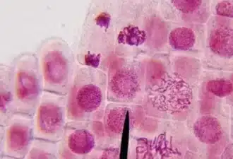 Le comptage mitotique